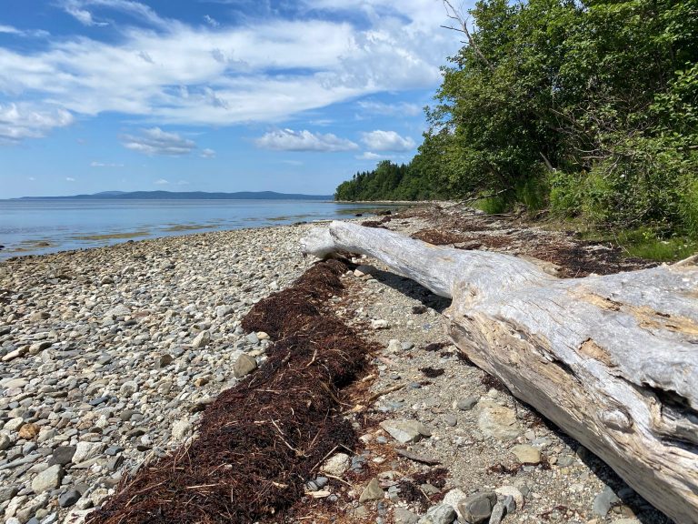 Sears Island Photo from Friends of Sears Island