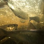 Alewives in Penobscot River Nolan Altvater 1