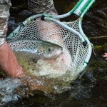 salmon in net